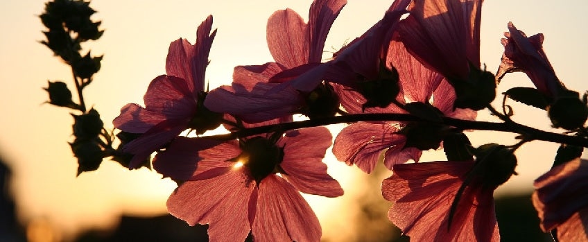 Hot Spots im Frühling in Münster