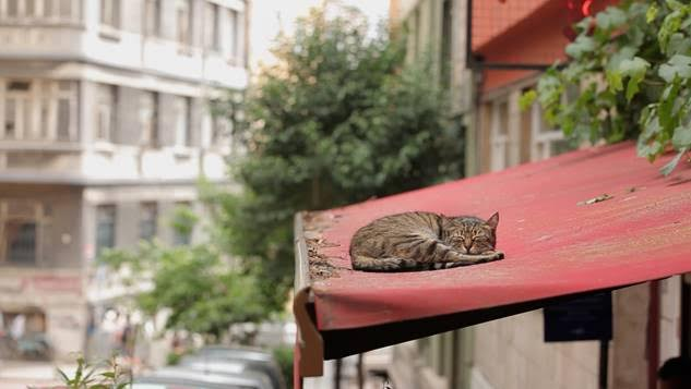 KEDI Kombipaket gewinnen